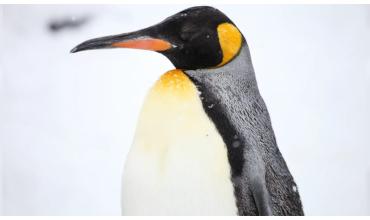 Inesperado visitante: un pingüino rey fue rescatado en Vicente López