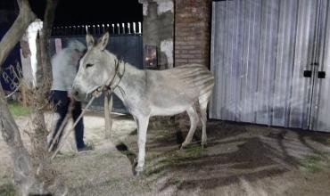 Capturaron a un asno que se encontraba atado en la vía pública
