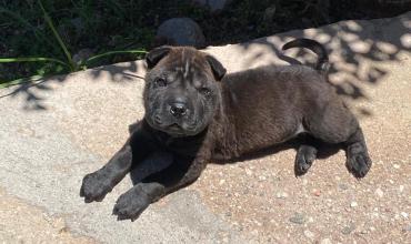 Recuperaron una perra robada que había sido vendida en otro barrio