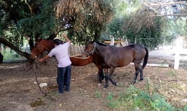 Entregaron dos caballos a su propietario en Aminga