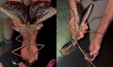 Hallazgo histórico: científicos descubren un insecto gigante