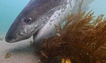 Ponen marcas a tiburones gatopardo en Chubut para conservar la especie: cómo reconocerlos