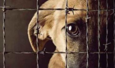 Melanie Gavio Giraud, abogada: “El maltrato animal está penado, pero en La Rioja no se está aplicando la ley”