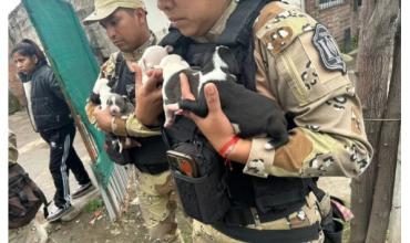 Salta: rescataron a diez perros pitbull que eran víctimas de maltrato animal