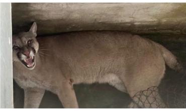 Un puma apareció en el patio de una casa en Santa Fe: lo rescataron y liberaron en una zona rural