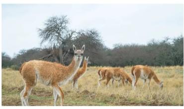 Proponen habilitar la carne de guanaco en todo el país como alternativa de consumo