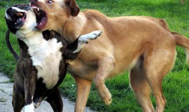 Patricia Soriano, activista por los animales: “Hay que agarrarlos de las patas traseras para separarlos”