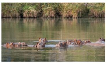Magnate indio ofrece salvar a 80 hipopótamos colombianos que el gobierno quiere sacrificar
