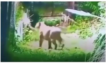 Alerta por puma suelto en Escobar: una cámara de seguridad lo captó en las afueras de un country