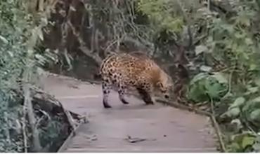 Un grupo de turistas logró filmar por primera vez a un yaguareté que nació en los Esteros del Iberá