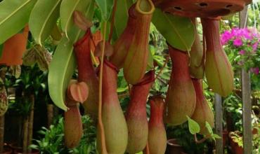 Celiaquía: crean una molécula capaz de degradar gluten que funciona como una planta carnívora