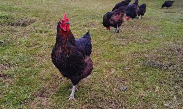 Con luz artificial, productores patagónicos lograron duplicar la postura de huevos en invierno