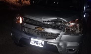 Choque contra un animal en ruta dejó importantes daños materiales