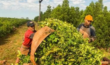 Productores yerbateros advierten una crisis por bajos precios y pérdida de rentabilidad