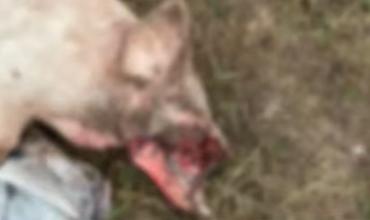 Catuna: investigan la aparición de un lechón mutilado en un campo rural