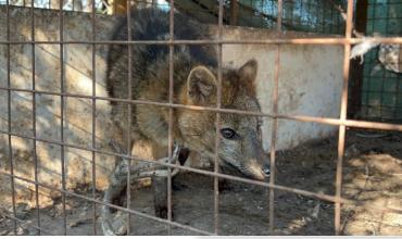 Rescataron a un zorro encadenado que era exhibido ilegalmente en una casa de comidas