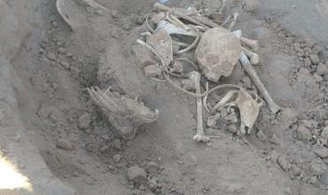 Los restos óseos hallados cerca de Pituil, podrían pertenecer a pueblos originarios