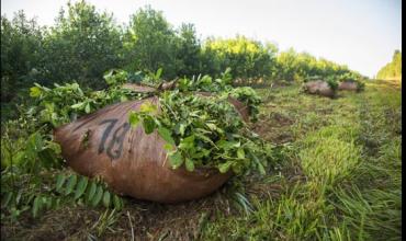 Productores yerbateros contra la desregulación: “Beneficios no hubo ninguno”