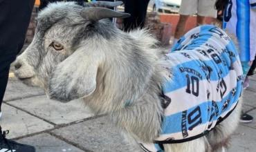 Una cabra “albiceleste” se sumó a los festejos en Chamical
