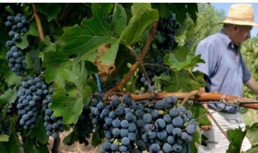 El Consejo de Ingenieros Agrónomos de La Rioja renovó sus autoridades y eligió a Joaquín González Ribot como presidente