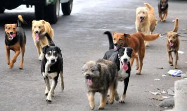 Silvia Meyer sobre la sobrepoblación de perros callejeros: “En los últimos dos meses hubo 18 perros atropellados”