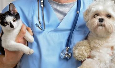 Día del Veterinario argentino: ¿por qué se conmemora hoy?