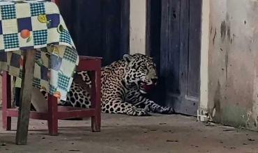 Bolivia investiga por biocidio la muerte de un jaguar y pide detención preventiva contra el acusado