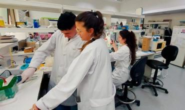 Dengue: argentinos diseñan un test rápido y económico para la detección temprana