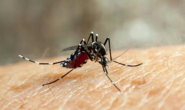 Alerta por el dengue: se notificaron 77 nuevos casos sospechosos