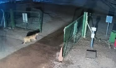 Un puma ingresó al Parque Solar de Nonogasta y sorprendió al sereno