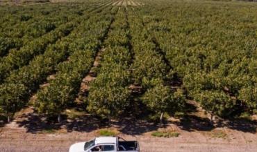El pistacho supera las 9.000 hectáreas plantadas en Argentina y gana terreno como inversión agroindustrial