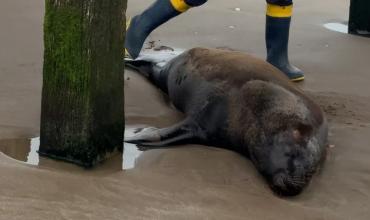 Encontraron un lobo marino con un disparo bajo el muelle de Santa Teresita y murió tras agonizar durante días
