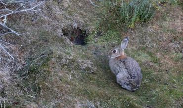 Un juez declaró a los conejos europeos como “sujetos de derecho”: los querían matar con gas fosfina en Ushuaia