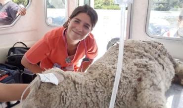 “Soy veterinaria y tengo un consultorio flotante”: la mujer que atiende a sus pacientes a bordo de su lancha en el Delta