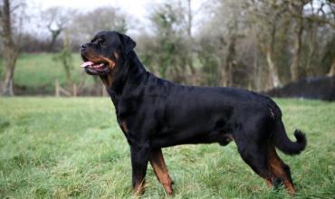 Una menor fue atacada por un Rottweiler en Vichigasta y recibió diez puntos de sutura