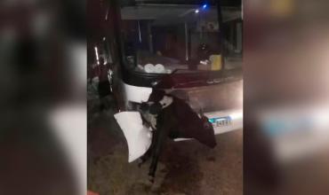 Un micro con hinchas de Estudiantes chocó contra una vaca cuando volvían a La Plata tras la final con Rosario Central