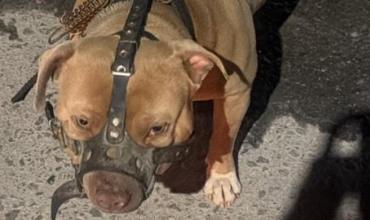 Un pitbull atacó a un hombre en plena calle en Córdoba y le causó heridas