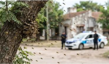 Murió un hombre tras ser atacado por avispas en Jujuy
