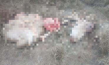 Faenaron un mular que pastaba atado en el monte del barrio Jerusalén: investigan un abigeato