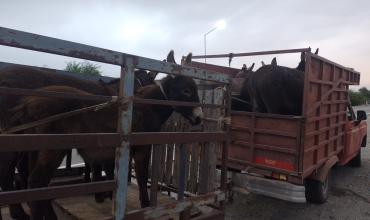 Demoraron en la Ruta 38 una camioneta que transportaba siete asnos sin documentación