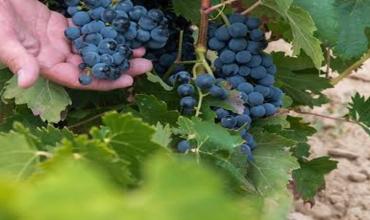 Chilecito: cerró el 36% de las bodegas y piden ley de emergencia para frenar los cortes de luz en 60 pozos de riego