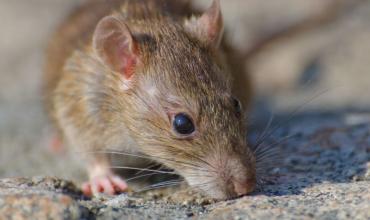 Hantavirus: se notificaron 112 casos confirmados