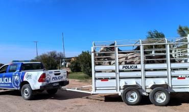 Capturaron a cuatro caballos que habían ingresado a una empresa sobre la Ruta 74, en Vichigasta
