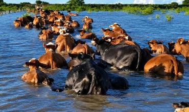 Operativo rescate del agro en el litoral: el Niño ataca y salvar la hacienda dispara costos y obliga a ventas forzadas