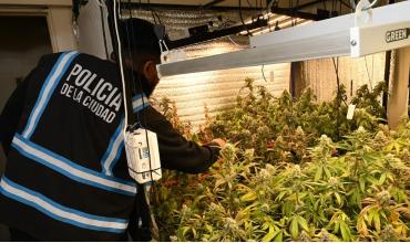La Policía de la Ciudad fue a buscar armas y se encontró un invernadero con 52 plantas de marihuana