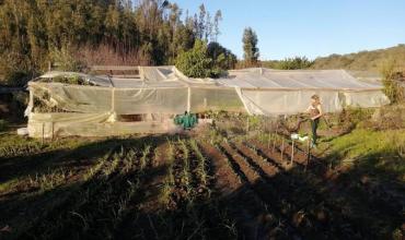 Buscan ya voluntarios para trabajar 4 horas por día en un campo y huerto cerca del mar en Chile: ofrecen alojamiento gratis y 2 días libres