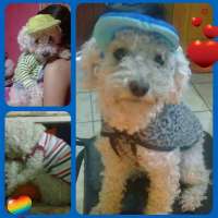 <br />
<b>Notice</b>:  Undefined index: $foto in <b>/var/www/fenix951/public/notidenuncia_ver.php</b> on line <b>106</b><br />
