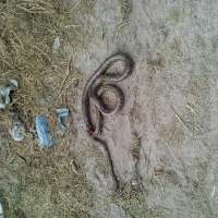 <br />
<b>Notice</b>:  Undefined index: $foto in <b>/var/www/fenix951/public/notidenuncia_ver.php</b> on line <b>106</b><br />
