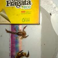 <br />
<b>Notice</b>:  Undefined index: $foto in <b>/var/www/fenix951/public/notidenuncia_ver.php</b> on line <b>106</b><br />
