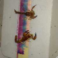 <br />
<b>Notice</b>:  Undefined index: $foto in <b>/var/www/fenix951/public/notidenuncia_ver.php</b> on line <b>106</b><br />
